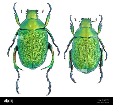 Collection of beautiful jewel scarbs specimen Stock Photo - Alamy