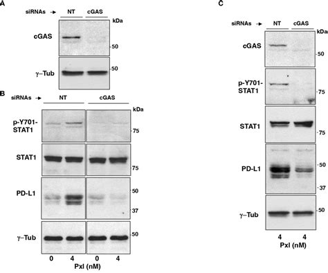 Frontiers CGAS Dependent Proinflammatory And Immune Homeostatic