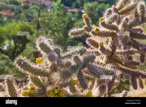 Cane Cholla Cactus Hi Res Stock Photography And Images Alamy