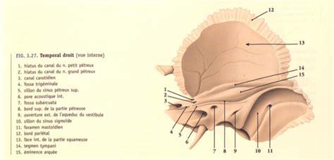 ostéologie facial cranial UE10 Tête et cou Tutorat Associatif