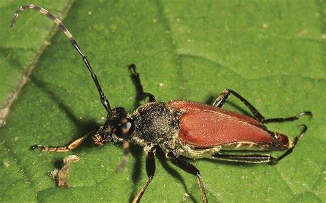 La Chinche Besucona Transmisora De La Enfermedad De Chagas El Sol De Zacatecas Noticias