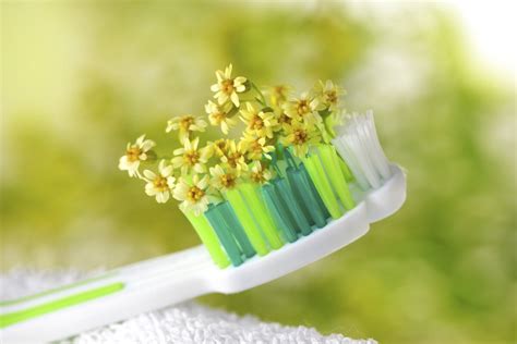 Природный уход за зубами: Травы для здоровой улыбки