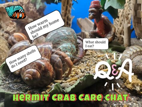 hermit-crab-care-chat3 – Land Hermit Crab Owners Society