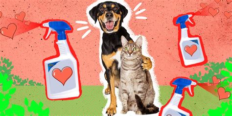 Pet-Safe Weed Killer: The 3 Best Options, Plus What To Look For And ...