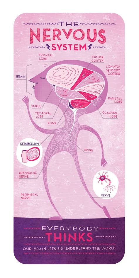 The Nervous System Poster | Etsy