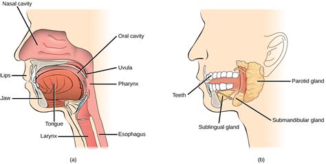 Diagrams Of The Digestive System The Mouth Digestion Begins