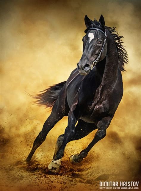 Wild Black Stallion Rearing