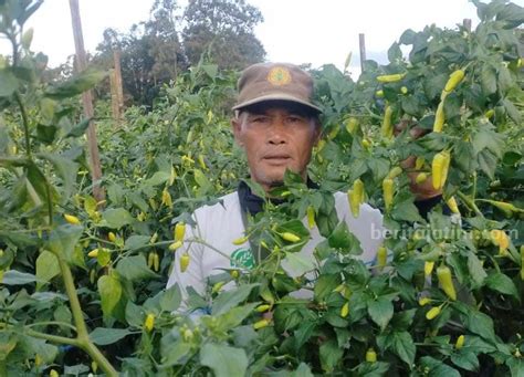 Petani Champion Di Malang Diminta Ikut Kendalikan Harga Cabai Agar Stabil