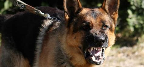 BARE NAKED ISLAM German Shepherd