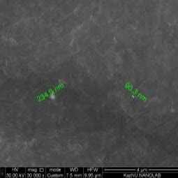 SEM images of the surface morphology of composite films BC /Ag NPs ...