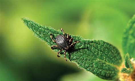 Обработка участка от клещей: акарицидные препараты для самостоятельной ...