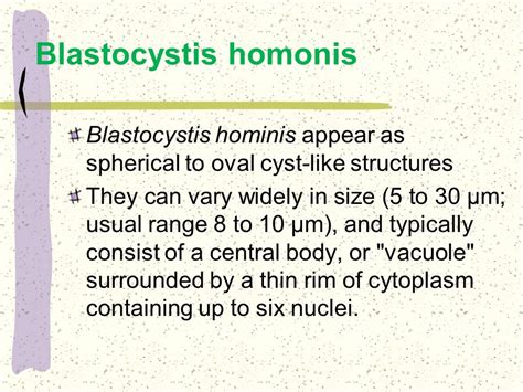 Blastocystis Hominis Life Cycle