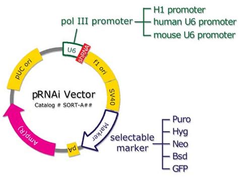 pUC-based shRNA vector system for transient transfection | Biosettia.com