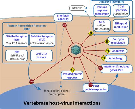 Vertebrate Host Virus Interaction ~ Viralzone