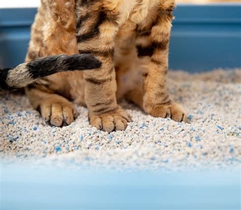 Qual A Melhor Areia Para Gatos Em Apartamento - Melhor Areia para Gatos de 2026: Em Apartamento, Sílica, Que Não Deixa ...