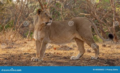 Asiatic Lion At Gir Forest National Park Royalty-Free Stock Image ...