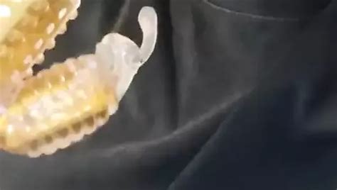 Selffuck Porn Videos Sex Model Nudes XHamster