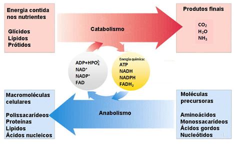 Metabolismo O Que É - Metabolismo: Seu Aliado no Emagrecimento Saudável