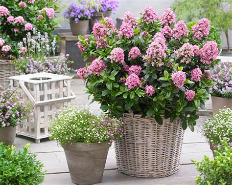 escallonia pink elle springvale garden centre