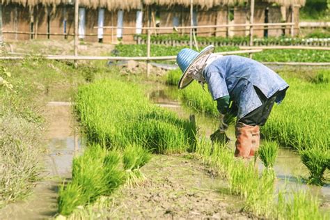 Rice Transplanting In Siem Reap Cambodia Editorial Image Image Of