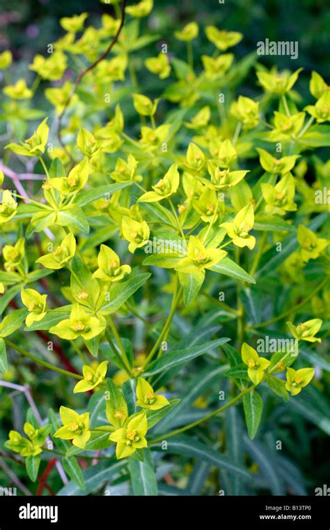 Euphorbia Ceratocarpa Green Yellow Spurge Spring May Flowering