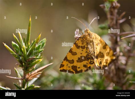 Speckled Yellow Pseudopanthera Macularia Moth Stock Photo Alamy