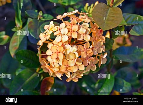 Yellow Ixora Flowers Ixora Coccinea On Garden Stock Photo Alamy