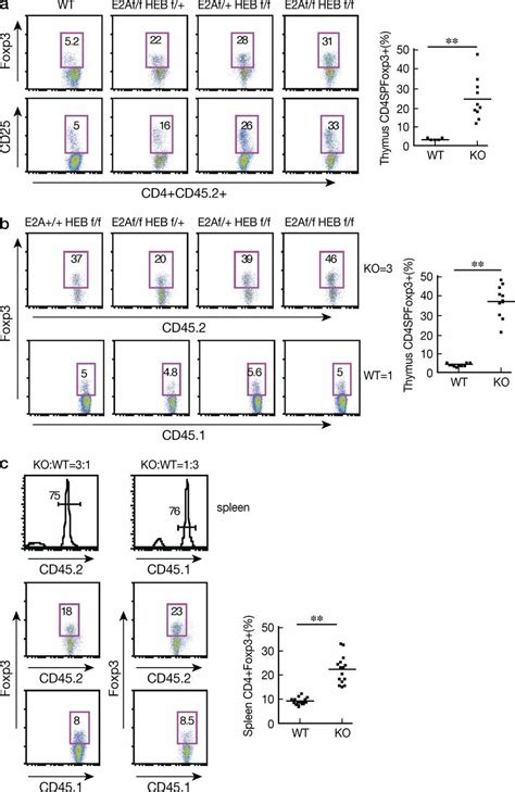 E-proteins regulate nT reg cell development in a cell-intrinsic manner ...