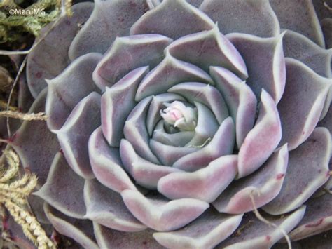 Echeveria Hyalina Desde Victoria Gto M Xico El Jueves De Marzo