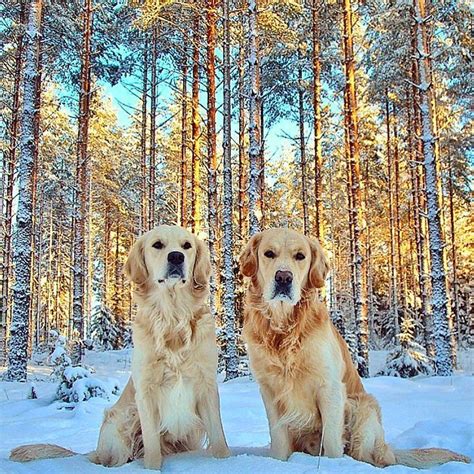 I Love Golden Retrievers On Instagram Its A Golden Wonderland ️🌲🌟