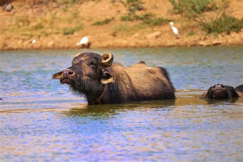 Les Bubalis De Bubalus De Buffle D Eau Ou Le Buffle D Eau Domestique