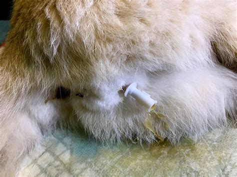 Urethral Disorder In Cats
