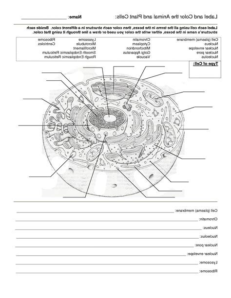 Free Printable Cell Worksheets