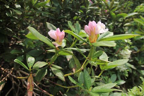 Rhododendron caucasicum - Изображение особи - Плантариум