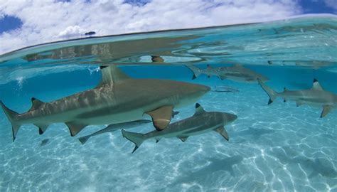How to Tell the Difference Between a Male & Female Shark | Animals - mom.me