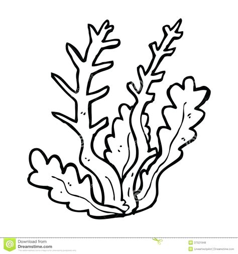 Sea Plants Drawing At Getdrawings Free Download
