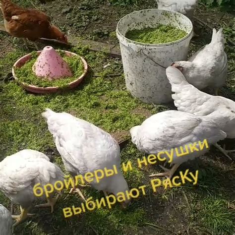 ряска корм куриный бесплатно - YouTube