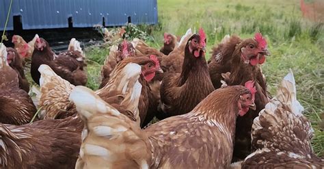 Monaghan poultry farmer says backyard flocks 'weakest link' | NorthernSound