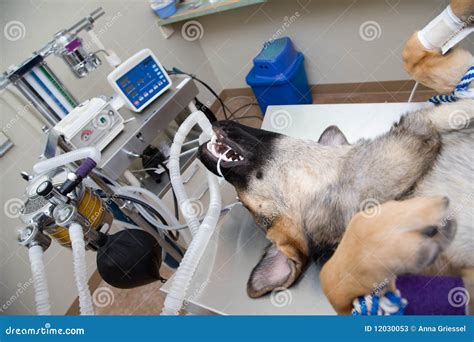 Dog Under Anesthesia Stock Image Image Of Veterinary 12030053