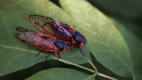 Millions Of Cicadas Invade Great Plains After 17 Years Underground