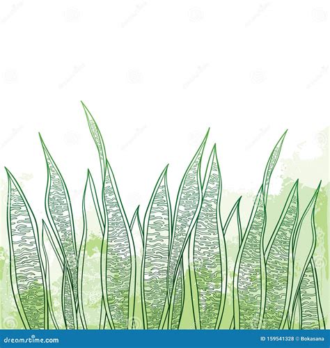 Vector Bunch of Outline Sansevieria Trifasciata or Snake Plant or