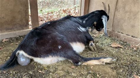 Goat Giving Birth Part 1 Youtube