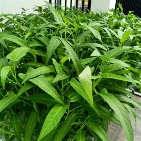 Jual 100 Biji Kangkung Super Bibit Kangkung Sayur Benih Sayuran
