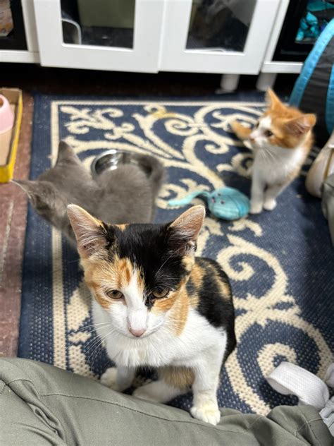 Always & Furever Midwest Animal Sanctuary - Welcome ROGER to the ALUMNI