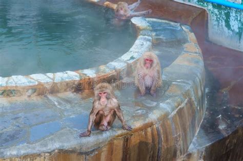 Monkey Soaking In Hot Spring Hakodate Tropical Botanical Garden With Snow In Winter Season