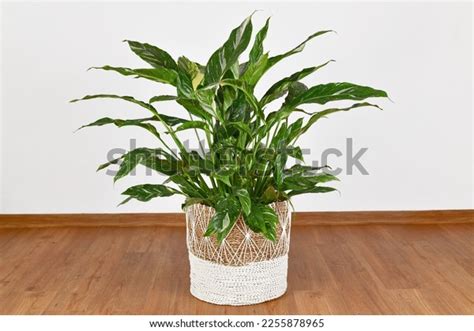 Large Topical Spathiphyllum Diamond Variegata Houseplant Stock Photo