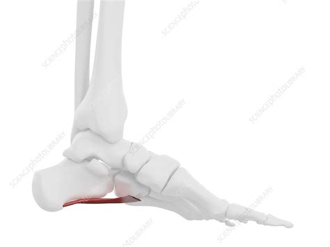 quadratus plantae muscle illustration stock image