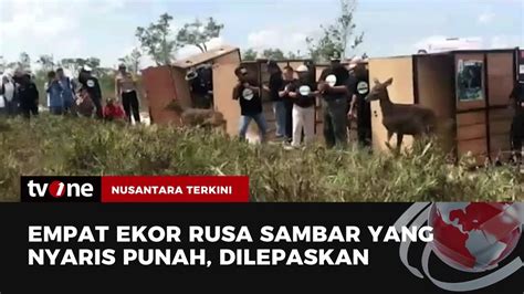 Di Ambang Kepunahan Empat Rusa Sambar Dilepas Ke Suaka Margasatwa