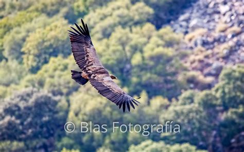 Fotograf A De Aves En Vuelo