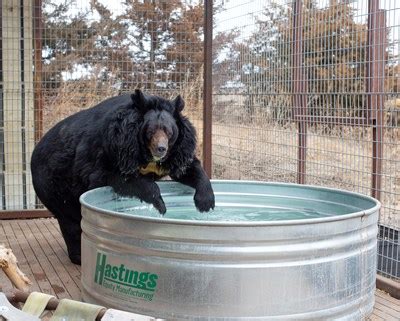 Morbidly Obese Asiatic Black Bear Finds New Life at Colorado's Wild ...